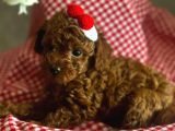 ORJİNAL KORE POODLE YAVRULARI ANKARA
