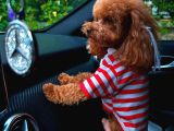 Orji̇nal Kore Poodle Yavrulari Ankara