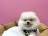 YENİ AİLESİNİ BEKLİYOR POMERİAN BOO
