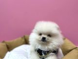 Yeni̇ Ai̇lesi̇ni̇ Bekli̇yor Pomeri̇an Boo