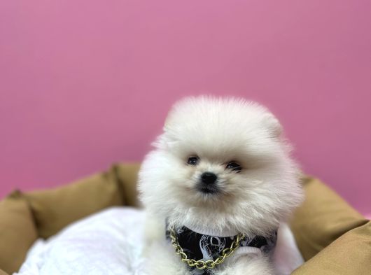 Yeni̇ Ai̇lesi̇ni̇ Bekli̇yor Pomeri̇an Boo görsel