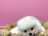 Yeni̇ Ai̇lesi̇ni̇ Bekli̇yor Pomeri̇an Boo