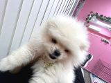 Yeni̇ Ai̇lesi̇ni̇ Bekli̇yor Pomeri̇an Boo