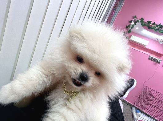 Yeni̇ Ai̇lesi̇ni̇ Bekli̇yor Pomeri̇an Boo görsel