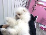 Yeni̇ Ai̇lesi̇ni̇ Bekli̇yor Pomeri̇an Boo