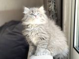 Mükemmel  Kali̇te Bri̇ti̇sh Longhai̇r Yavrum