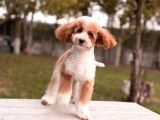 Mini Labradoodle Yavru