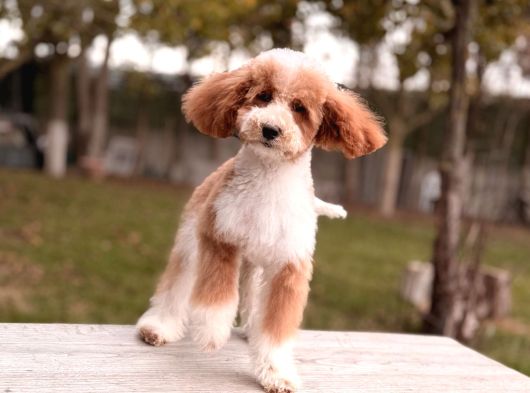 Mini Labradoodle Yavru görsel