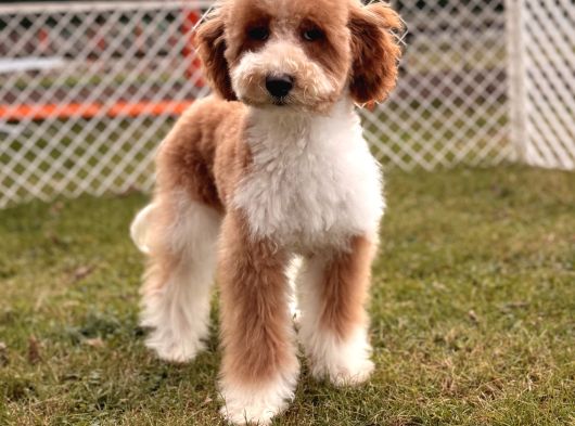 Mini Labradoodle Yavru görsel