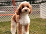 Mini Labradoodle yavru