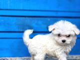 ORJİNAL KORE MALTESE YAVRULARI