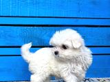 Orji̇nal Kore Maltese Yavrulari