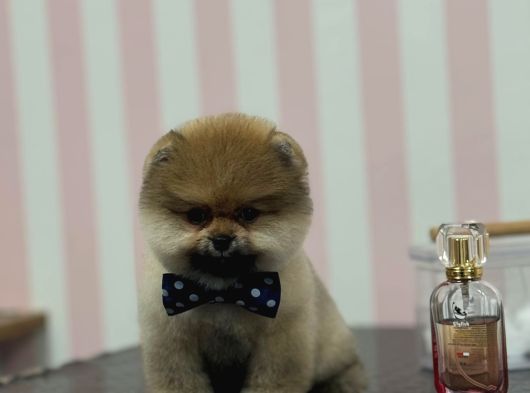 Safkan Pomerani̇an Boo görsel