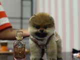 Safkan Pomerani̇an Boo