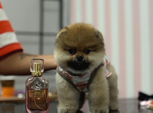 Safkan Pomerani̇an Boo görsel
