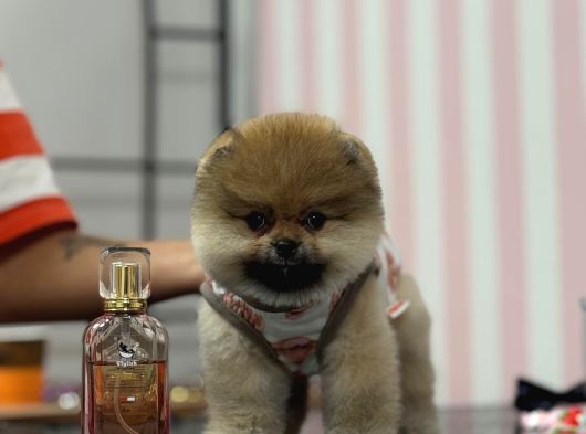 Safkan Pomerani̇an Boo görsel