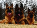 Almanların Efsaneleşen Köpeği Alman Kurdu Yavruları