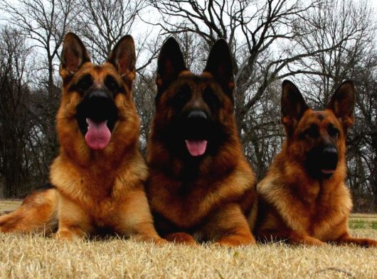 Almanların Efsaneleşen Köpeği Alman Kurdu Yavruları görsel