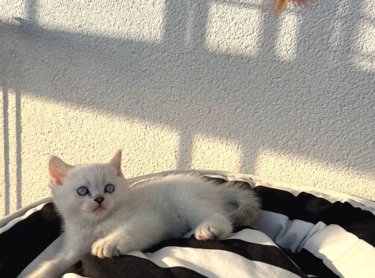 Bi̇color Blue Ve Krem Mükemmel Bebekler görsel