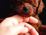 Teucap Kore Red Poodle