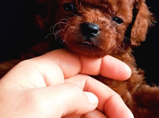 Teucap Kore Red Poodle görsel