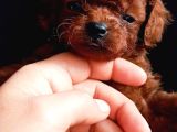 Teucap Kore red poodle