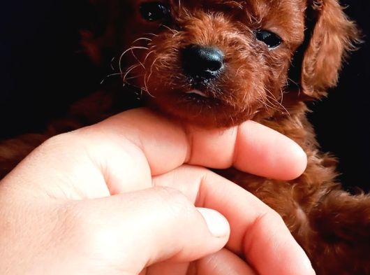 Teucap Kore Red Poodle