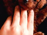 Teucap Kore Red Poodle