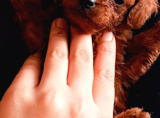 Teucap Kore Red Poodle görsel
