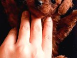 Teucap Kore Red Poodle