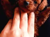Teucap Kore Red Poodle