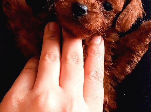 Teucap Kore Red Poodle görsel