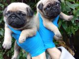 A Kali̇te Sifir Burun Pug Bebekler