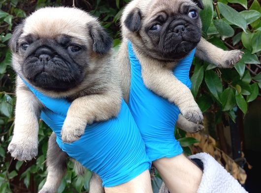 A Kali̇te Sifir Burun Pug Bebekler görsel