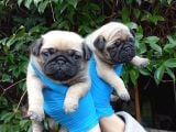 A KALİTE SIFIR BURUN PUG BEBEKLER