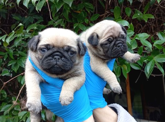 A Kali̇te Sifir Burun Pug Bebekler