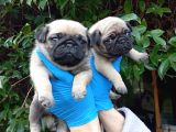 A Kali̇te Sifir Burun Pug Bebekler
