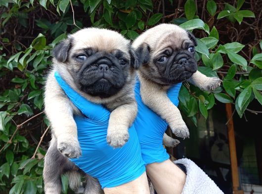 A Kali̇te Sifir Burun Pug Bebekler görsel