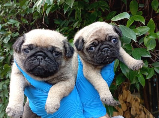 A Kali̇te Sifir Burun Pug Bebekler görsel