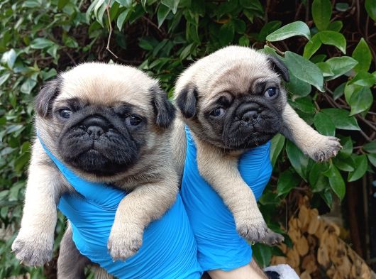 A Kali̇te Sifir Burun Pug Bebekler görsel