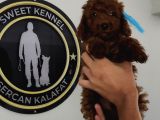 Kore Toy Her Boy Yavru Mevcut İzmir Urla