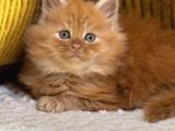 Referans Garantili Safkan Maine Coon