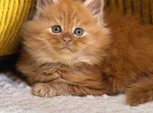 Referans Garantili Safkan Maine Coon görsel
