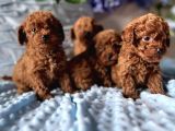 Toy Poodle Irkının En Güzeli Mükemmel Yavrular