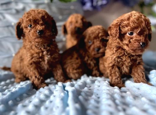 Toy Poodle Irkının En Güzeli Mükemmel Yavrular görsel