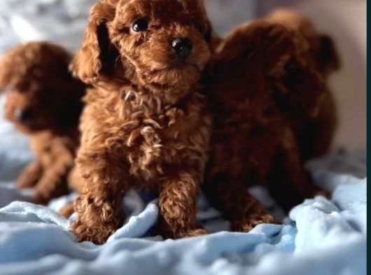 Toy Poodle Irkının En Güzeli Mükemmel Yavrular görsel