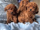 Toy poodle ırkının en güzeli mükemmel yavrular