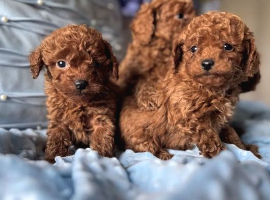 Toy Poodle Irkının En Güzeli Mükemmel Yavrular