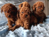 Toy Poodle Irkının En Güzeli Mükemmel Yavrular