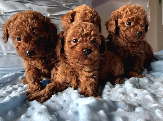 Toy Poodle Irkının En Güzeli Mükemmel Yavrular görsel